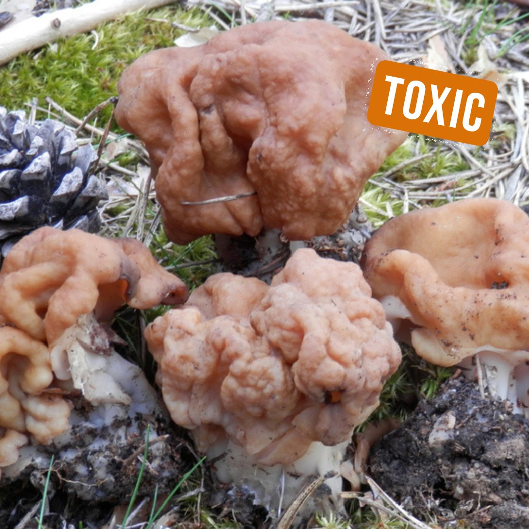 🔎 Hoy te ayudamos a reconocer el #Bonete gigante ⬇️

🍄 Se distingue por su mitra en forma de cerebro o nuez, de color pardo ocráceo.
🏔️ Crece en los #bosques de pino albar y abeto blanco, junto con #colmenillas.
👀 ¡Cuidado! Es una #seta tóxica y potencialmente cancerígena.
