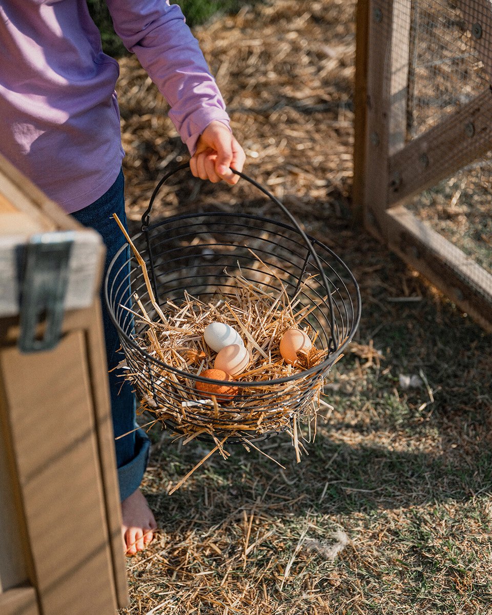 Atwoods_Stores's tweet photo. Fresh eggs and spring mornings—nothing better. 🌸🥚 #CoopToTable #FarmAndRanch #TheAtwoodsWay https://t.co/IQgvio2teq