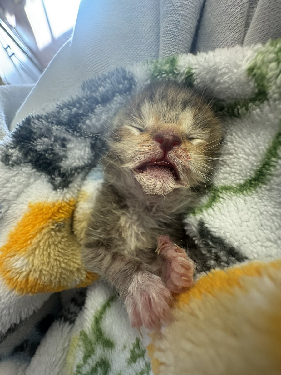 noahozier's tweet photo. @Louis_Tomlinson baby kitten https://t.co/MNhMaYQUo0