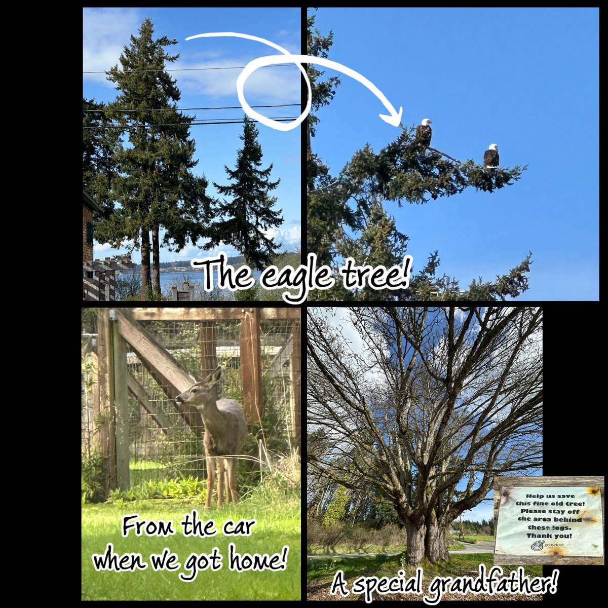 WhidbeyGypsy's tweet photo. 🐶🐶🚙A Zee Girl’s Adventure Village Bimble

This is the area where the Grey Whales come in from the Pacific Ocean on their migration from north to south to feed on ghost shrimp in the mud flats.

#PeaceWheel
#PrettyFloofs
#EagleTree
#AncientTree
#ArtAndArchitecture

❤��Zip &amp; Zoë https://t.co/5GD6blip2l