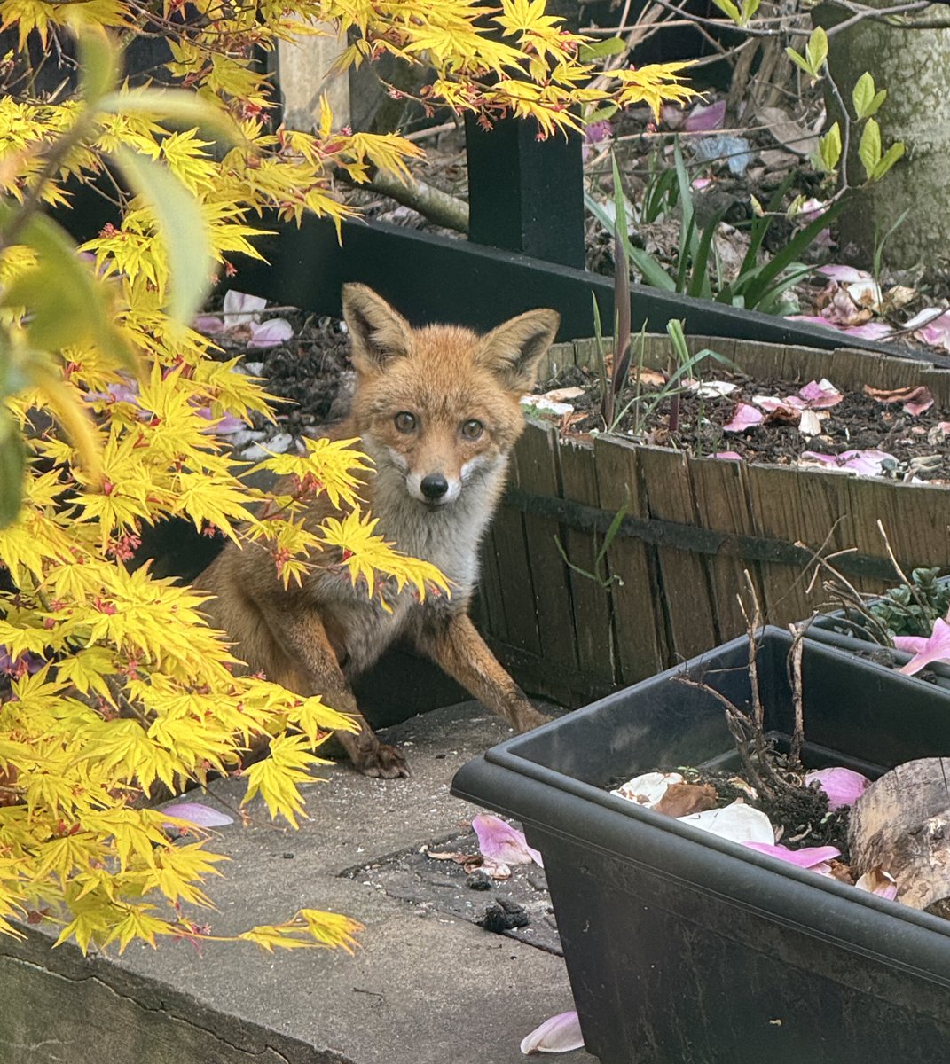 Afternoon 
#Foxoftheday