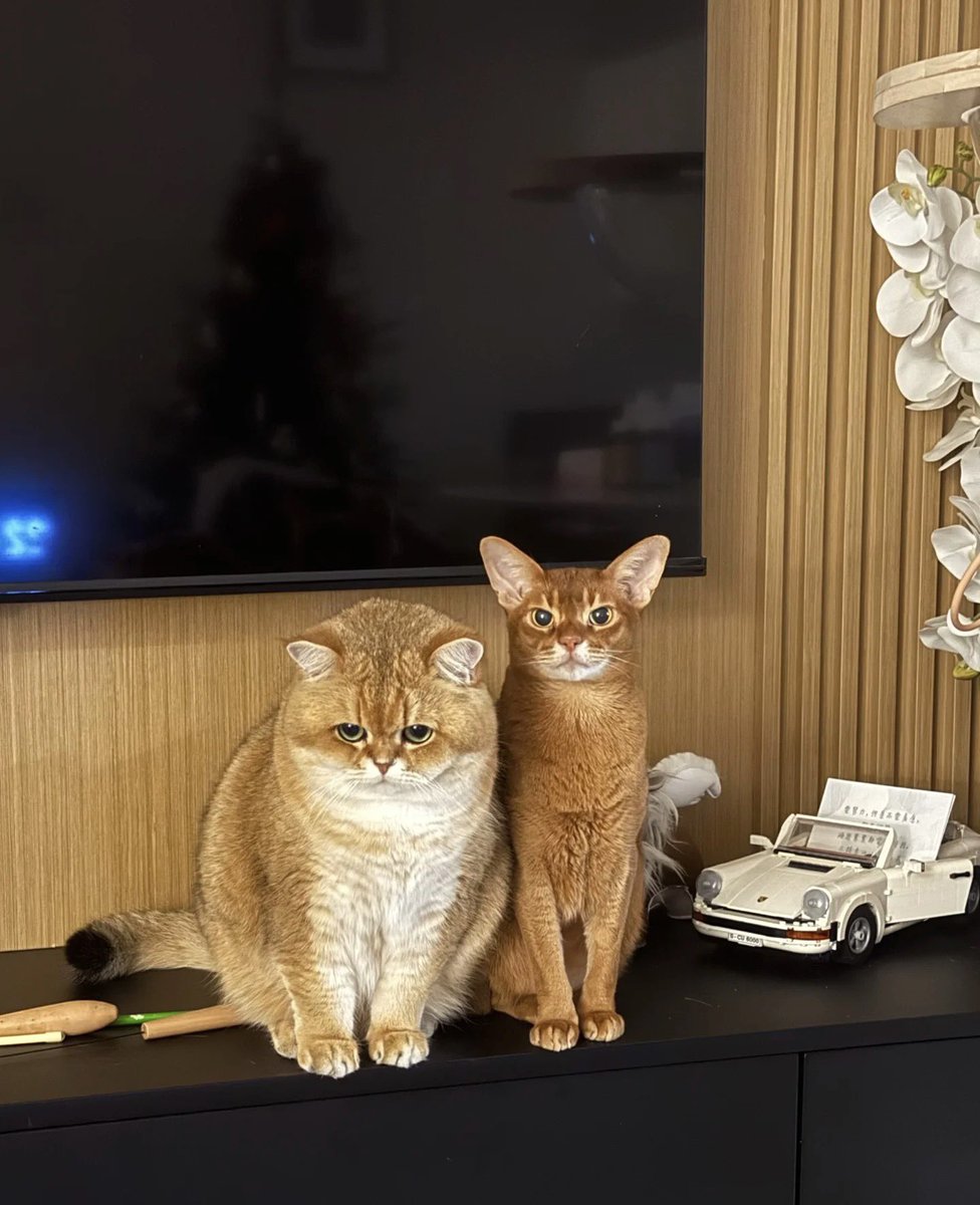 The happiness of cats and dogs (@_katelyn_john) on Twitter photo 