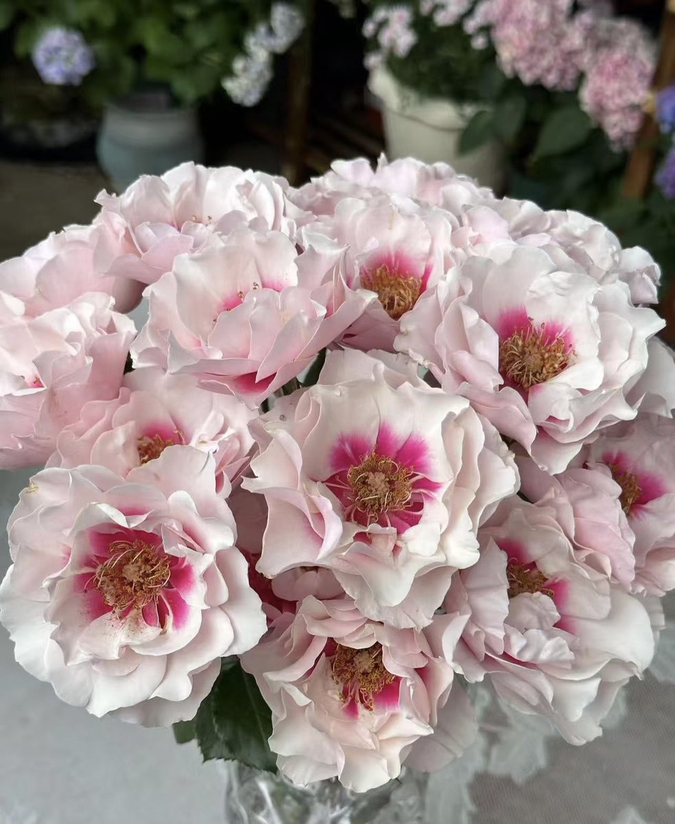 一只幸运猫🐱 (@hanmiemiel15604) on Twitter photo 