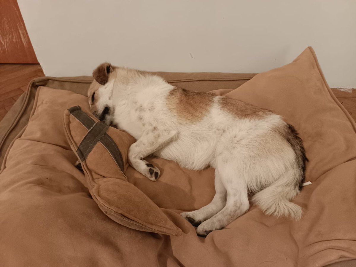 Ülkede sokaktaki hayvanlar o kadar zor durumda ki hepsi kendi kendine tuvalet eğitimi öğrendi, başka açıklama bulamıyorum 🥲 Bu cücük sadece 10 kilo, eğitimli, kedi köpek herkesle anlaşan birisi. Şu an Eskişehir’de ama İstanbul’a, Ankara’ya gelebilir. Satın almayıp sokaktan