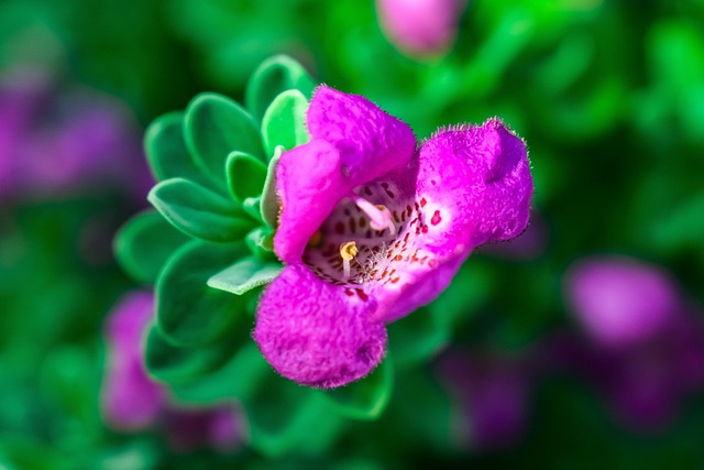 ffescalante13's tweet image. Photo By dimitrisvetsikas1969 | Pixabay - via @Crowdfire  
 #flower #flowerbackground #texassage #naturaleza #naturaleza_spain #naturalezaviva #naturaleza_galicia #naturaleza_euskadi