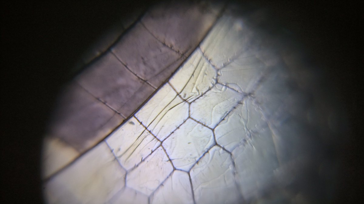 MMopatnsf's tweet image. Dragonfly wings