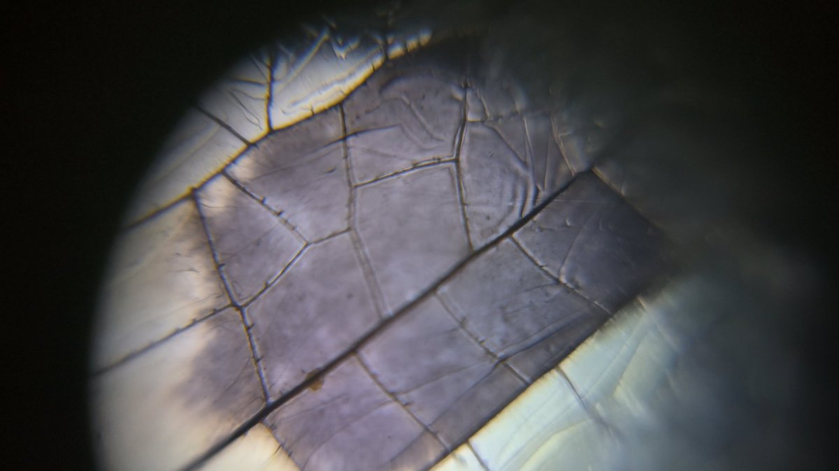 MMopatnsf's tweet image. Dragonfly wings