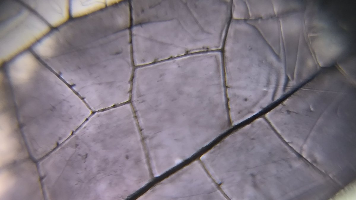 MMopatnsf's tweet image. Dragonfly wings