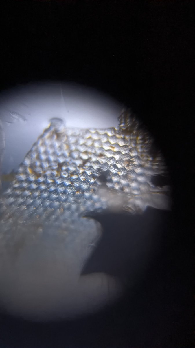 MMopatnsf's tweet image. Dragonfly compound eyes