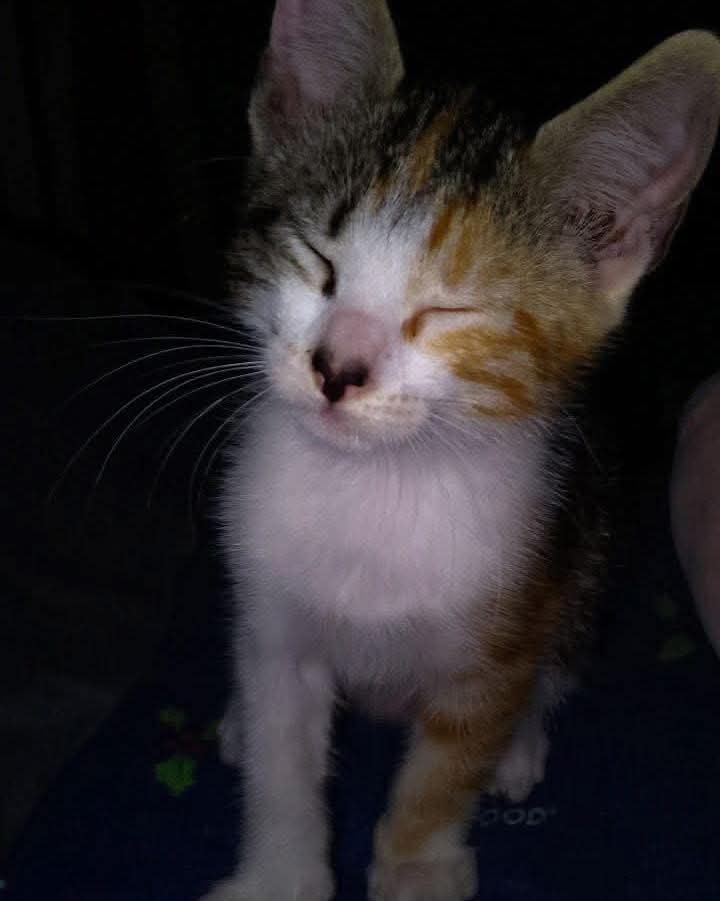 lyssitta's tweet photo. Servicio Social ✅️ 
#extraviada 
#sebusca
"se perdió el 1 de abril. Está pequeña, tiene 3 colores, blanco amarillo y negro. Se perdió en Col Jardines del pepeto o alrededores.Soyapango, por favor si alguien la tiene o la ha visto contactarme o enviar mensaje al (7001 7943) " https://t.co/mATNJPyHI2