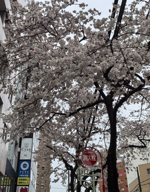 東京は雨桜です🌸