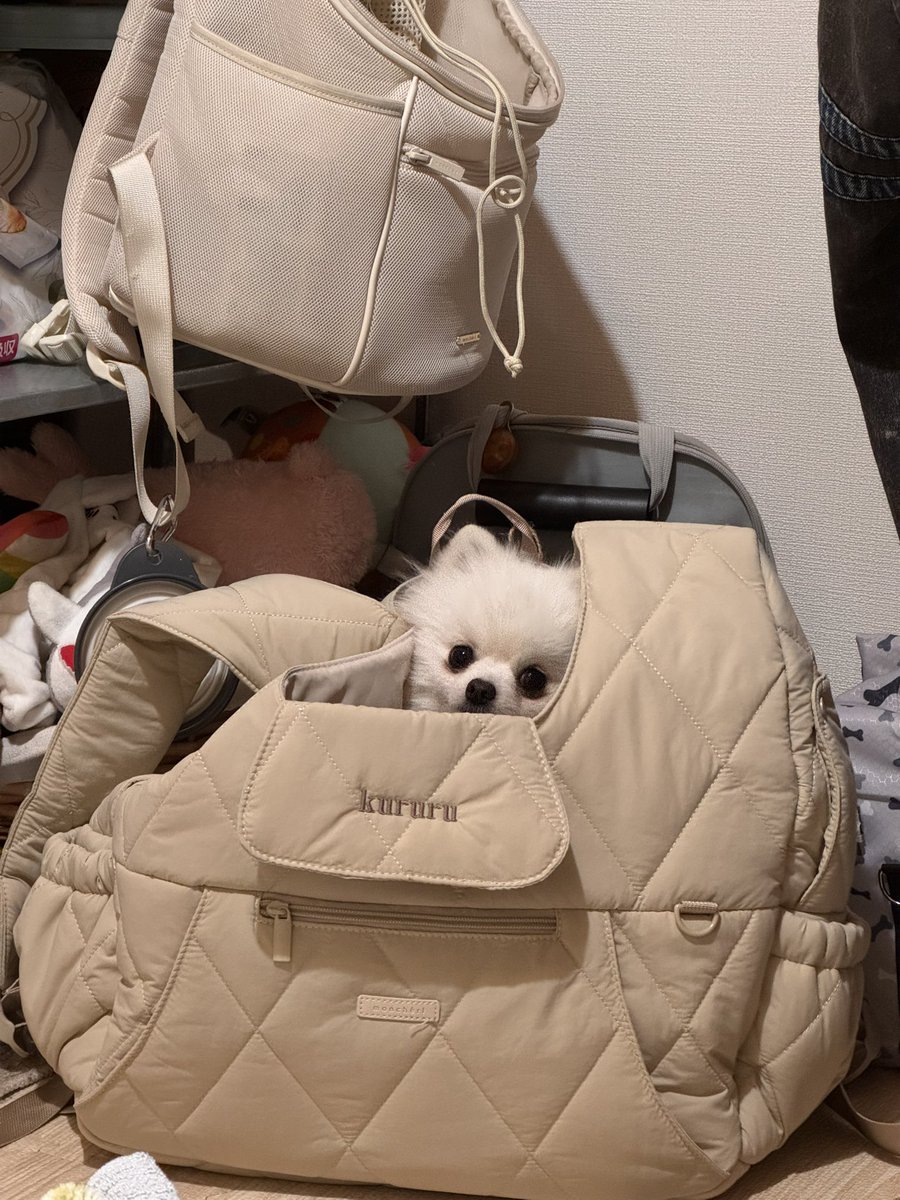 仕事嫌すぎてめっちゃ落ち込んでたけど新しく買ったリュック気に入って即入る犬見て死ぬほど元気出た
この愛おしい犬のためにわたしは働く