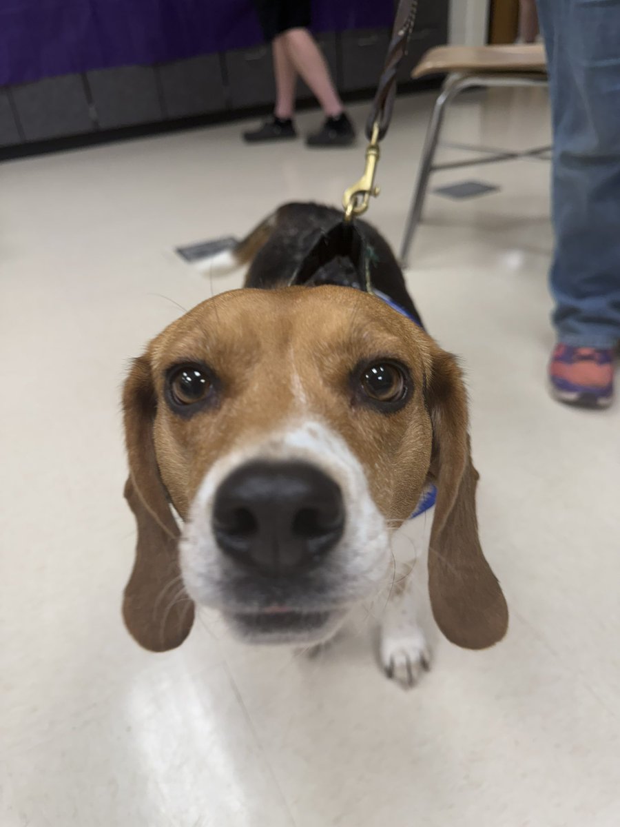 BulldogMiniTHON's tweet photo. Thank you Caring Hearts for donating to MT and bringing in your pups for our VIP puppy room!!! 🐶🐶🐶 https://t.co/UJSoZKBPDy