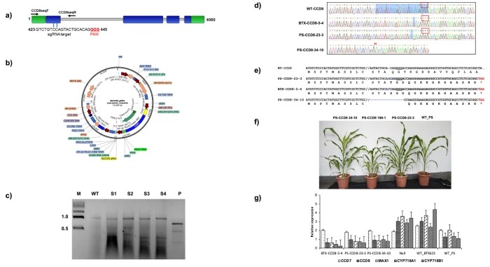Plant Cell Reports tweet media