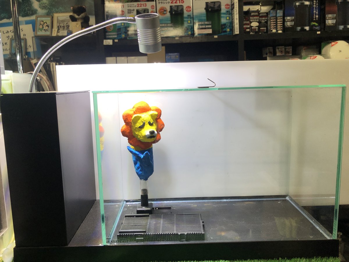 tomoakiueno0223's tweet image. なに、これ……？
なに……？

いまさらですが、これを店内で展示したら、もしかしてお店の格が下がる……？

#gexアクアレイアウトコンテスト に向けて
#galc
#gex
#ジェックス