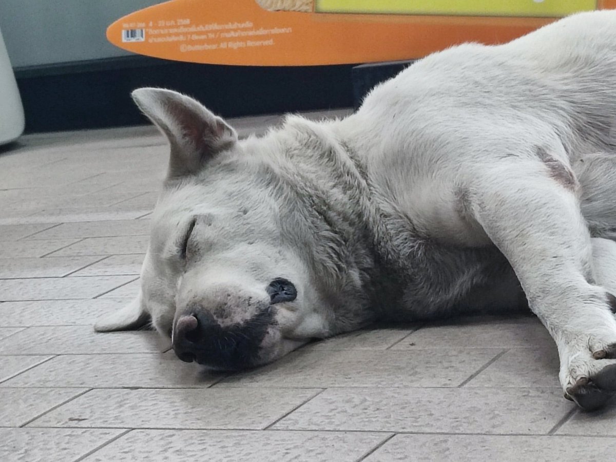 u_tm's tweet photo. タイに来てから地味に自己投資的な習慣が毎日続いている

「こんなの絶対俺じゃない」

といつも思っている

予習復習とか今までの人生に一度もなかったムーブだし、仕事終わりに運動とかマジで意味わからない

『俺がこんな真面目にできるわけがない。まやかしに違いない』

と今日も思っている https://t.co/Ibi8US1fYY