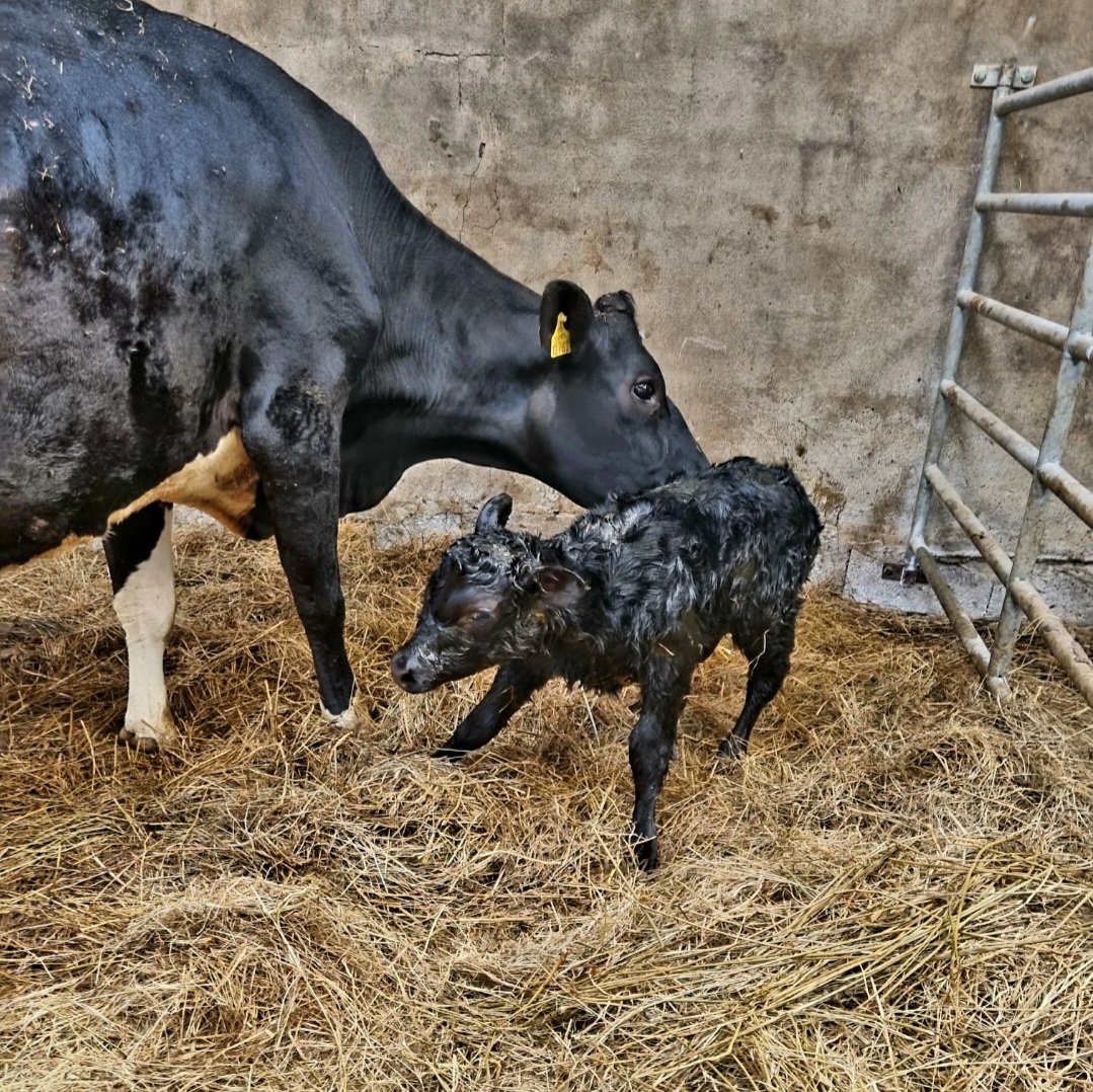 An easy final calving. It's a beautiful  sunny day. I'm just going to enjoy it for a few minutes...