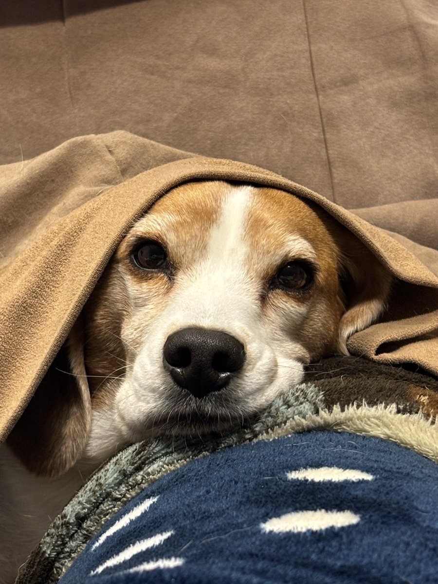 おやすみなさい🐶