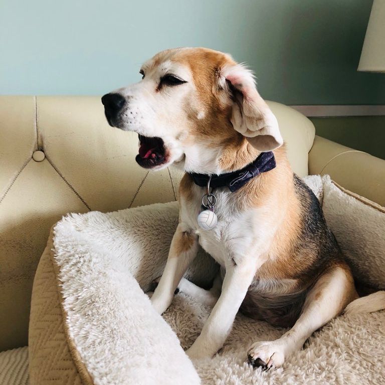 Beagle Facts tweet media