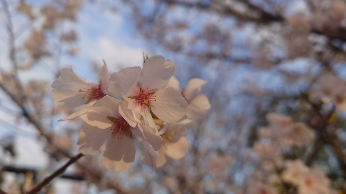 Emiii_1018's tweet photo. 新年度になって
自身や周りの環境が変わり
そわそわわくわくしますね🌸✨️

わたしもいよいよ明日から？です🌱
https://t.co/nr7fvmsklW https://t.co/xuVBgYCYfn