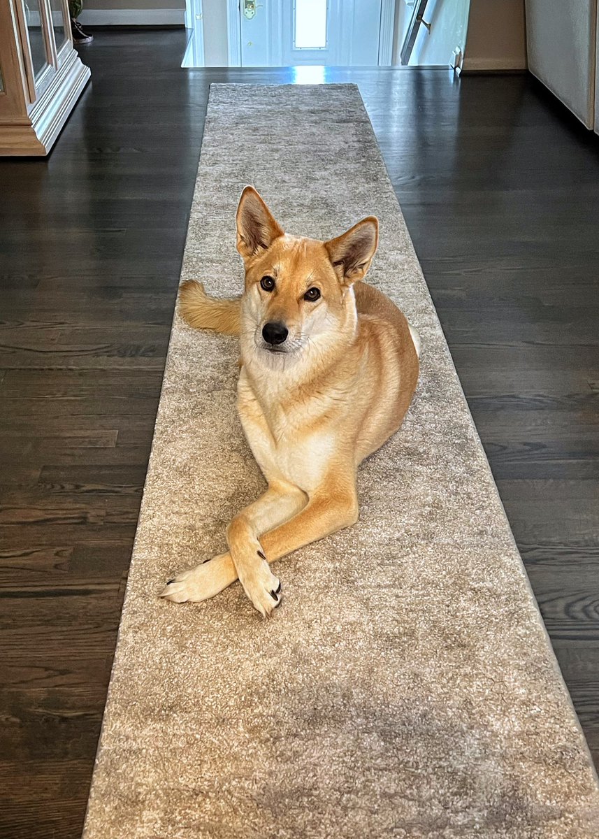 ᴉllǝsoɹ qoɹ tweet media