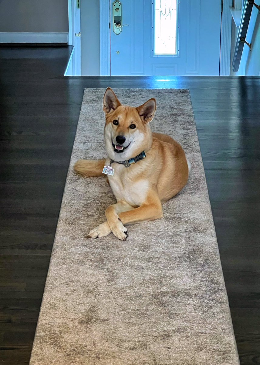 ᴉllǝsoɹ qoɹ tweet media