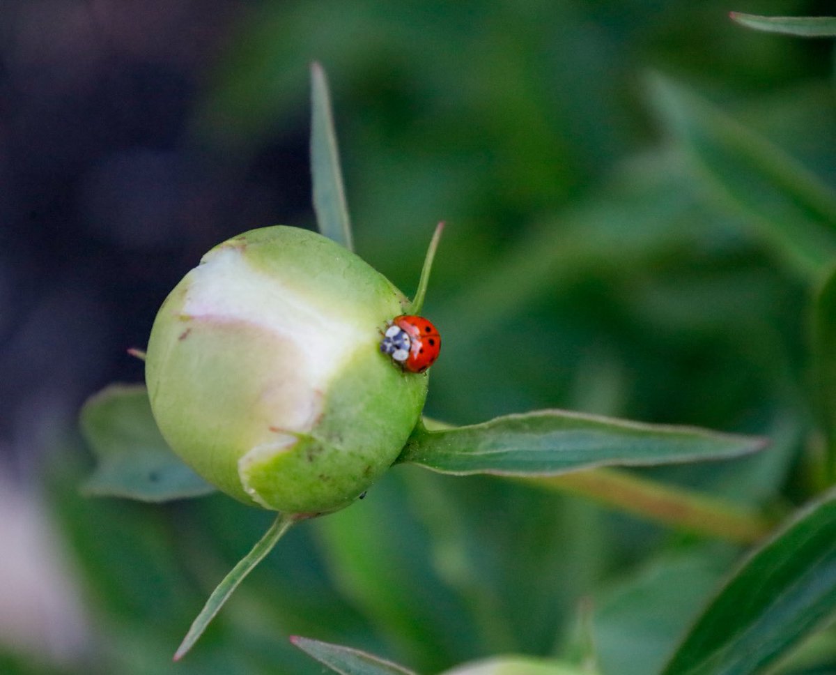 alliemcrowe's tweet photo. Hi #ThrowbackThursday #InsectThursday #ladybuglife https://t.co/DxkFaLxAF0