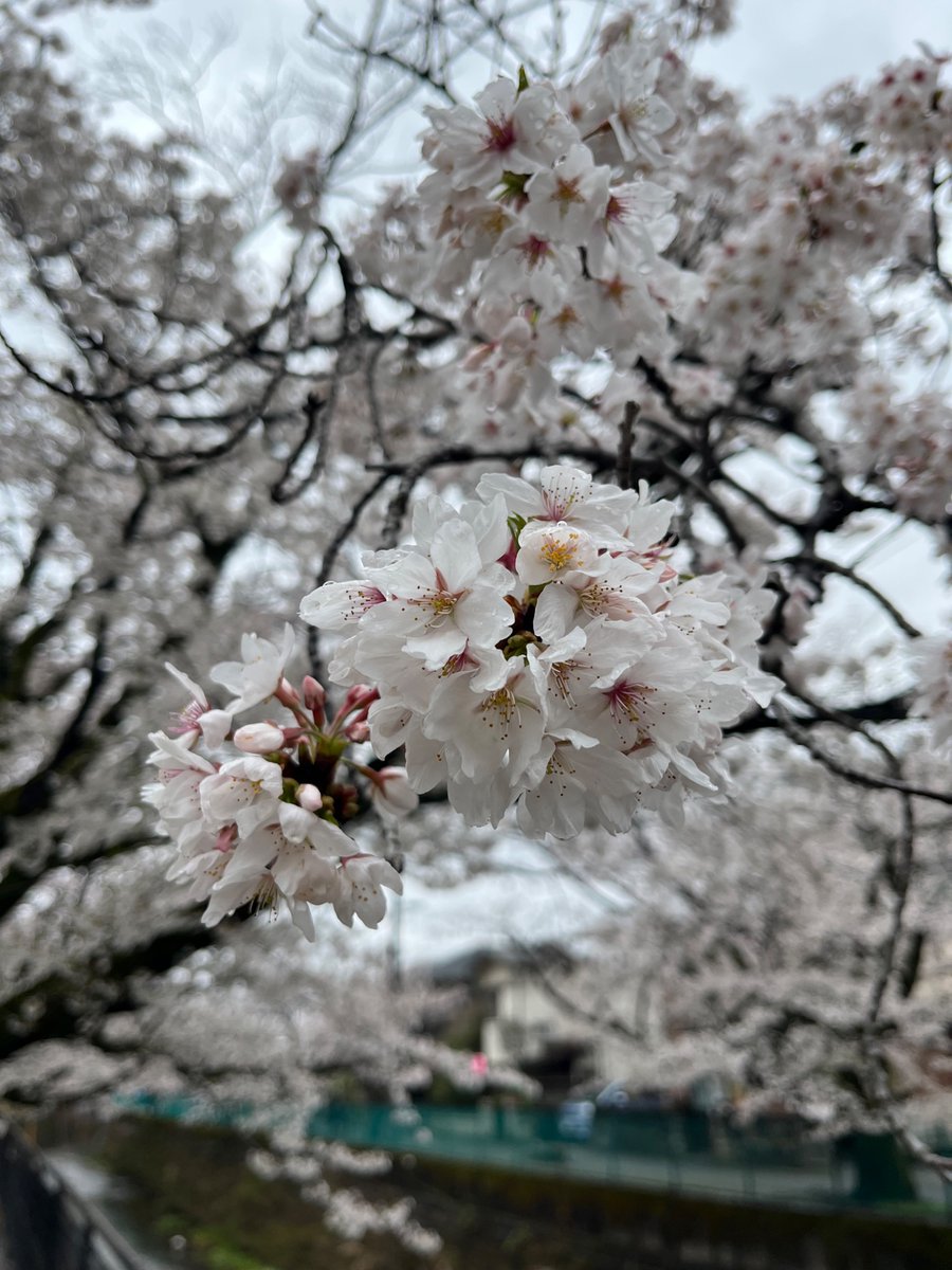 whiterose202310's tweet image. 雨と雨の合間に🌸散歩

4月になってからずっと雨ですが、桜は静かに満開に🌸*･

桜並木の川沿いを歩いて、ほっと一息✨️
和紅茶を頂きました😋

新年度、今日も一日、お疲れさまです°・*:.。.☆

#TheCAFE
