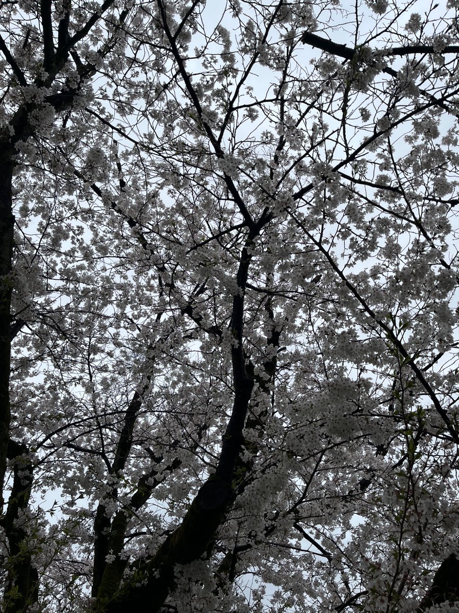 whiterose202310's tweet image. 雨と雨の合間に🌸散歩

4月になってからずっと雨ですが、桜は静かに満開に🌸*･

桜並木の川沿いを歩いて、ほっと一息✨️
和紅茶を頂きました😋

新年度、今日も一日、お疲れさまです°・*:.。.☆

#TheCAFE