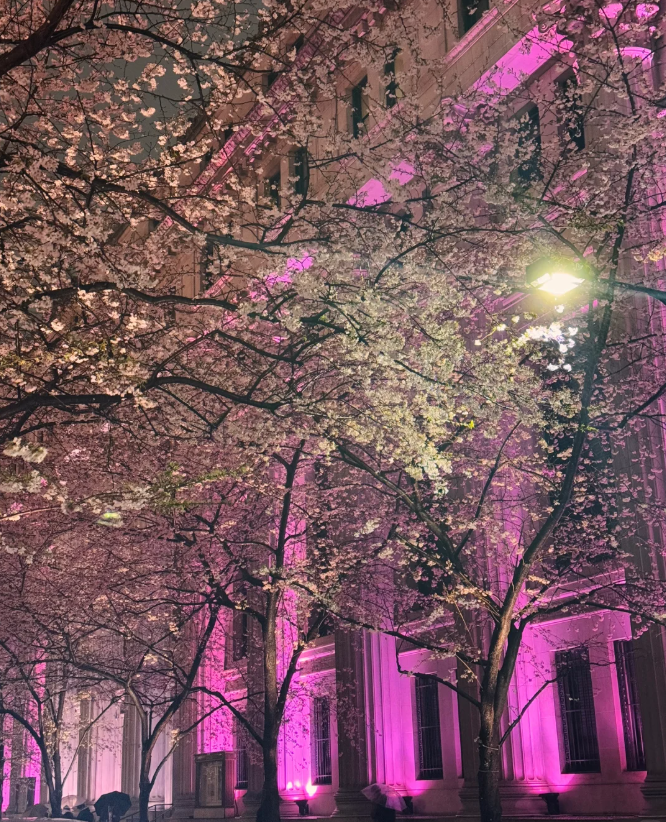 日本橋の夜桜は美しすぎます🌸