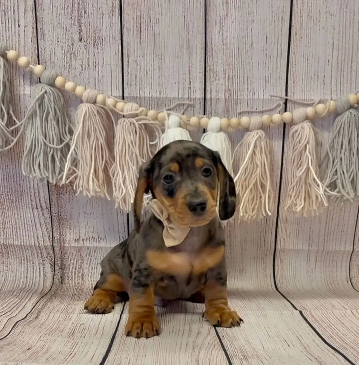 Wildflowerpups's tweet photo. Shorthair black and tan dapple male💙 https://t.co/wXrETaXHFR