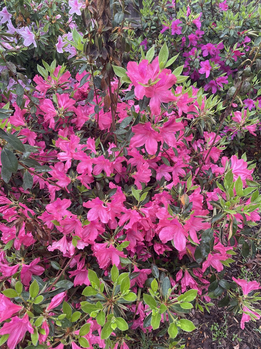 LMcClainCPA's tweet image. It’s spring in Atlanta. To my #taxtwitter friends, take five minutes to enjoy life today. The tax returns will wait.