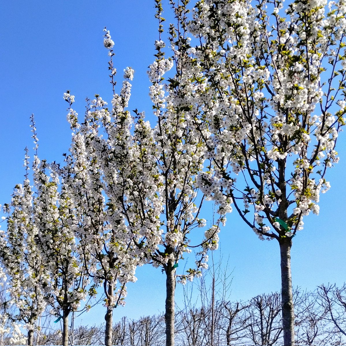 The sunshine and blue skies are the ideal backdrop for our Prunus SnowGoose, which are alive with the buzzing of bees and other pollinators.
.
#prunus #snowgoose #umeniko #cherrytree #whiteflowers #springblossom #springcolour #treenursery #treegrower #jajones125 #gtrs125