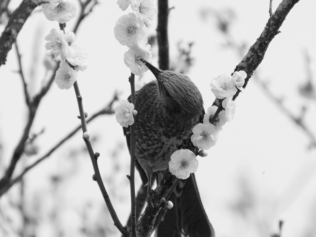 エヌ氏 tweet media