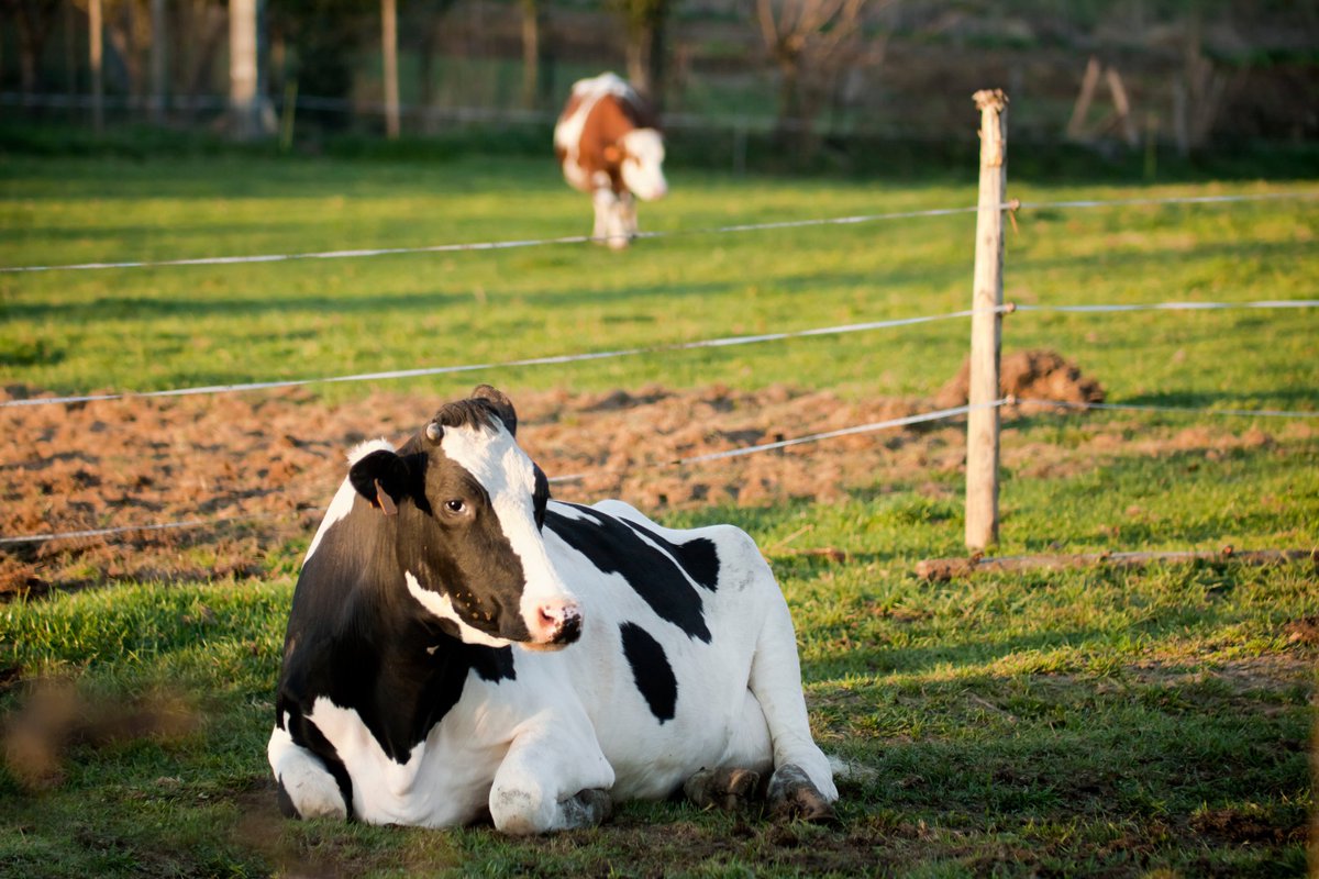 Las vacas no sudan. Cuando el calor aprieta, su producción baja porque deben usar energía para enfriarse en lugar de producir leche.
Soluciones clave para el verano:
🔹 Sombra y ventilación 
🔹 Agua limpia y fresca 
🔹 Ajuste en alimentación 

Link web 🔗 caprolecoba.com.ar/articulo.php?i…