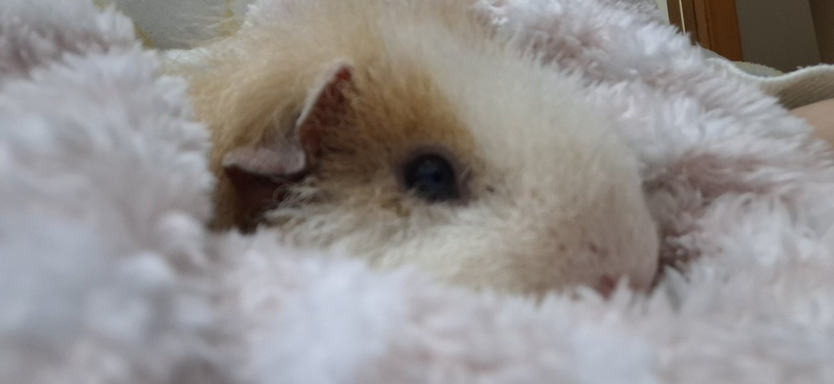 moru_aSA's tweet photo. うちの子紹介

もち♀🌈
2019年2月生(2019.3.21-2022.3.29)
おっとりまったり女の子

おはぎ♂
2021年2月生(2021.4.23)
ふわふわびびりくん

よもぎ♂
2022年2月生(2022.5.18)
アイアムNo.1の食いしん坊 https://t.co/h35Q1cQUSZ