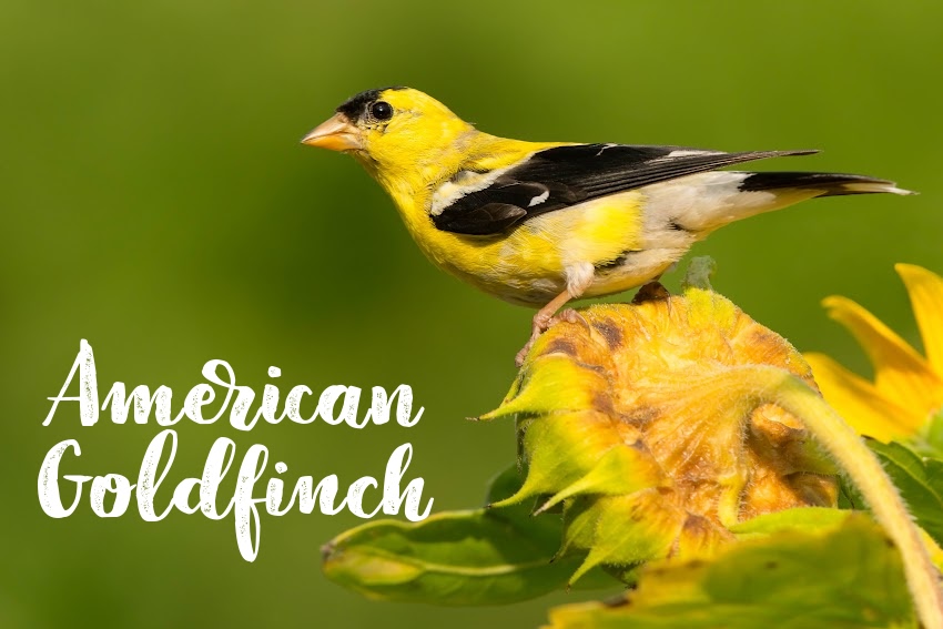 pamelamaynard's tweet photo. Birdsong Bliss: Spring and Summer Fun with Haikubox! #Springintosummerfun
Find out what birds are in your backyard!
https://t.co/ZZTDyg1gfy https://t.co/mZbd2hJn2y