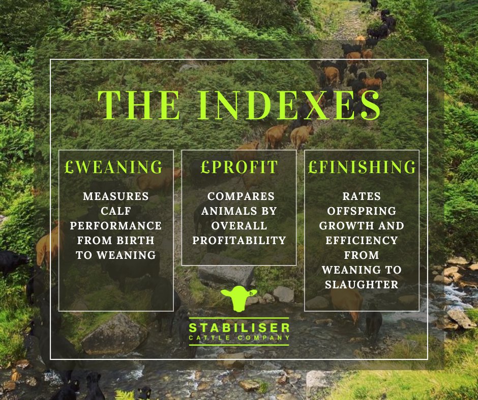 Stabiliser Cattle Co (@stabiliserbeef) on Twitter photo ๐ก Take the guesswork out of breeding!
๐ธ ยฃProfit Index โ Ranks bulls on overall profitability ๐
๐ธ ยฃWeaning Index โ Breeds heavier calves & productive cows ๐
๐ธ ยฃFinisher Index โ Selects fast-growing, feed-efficient cattle ๐ฐ
๐ Choose smarter: stabiliser.co.uk/marketplace/?sโฆ ๐ก Take the guesswork out of breeding!
๐ธ ยฃProfit Index โ Ranks bulls on overall profitability ๐
๐ธ ยฃWeaning Index โ Breeds heavier calves & productive cows ๐
๐ธ ยฃFinisher Index โ Selects fast-growing, feed-efficient cattle ๐ฐ
๐ Choose smarter: stabiliser.co.uk/marketplace/?sโฆ