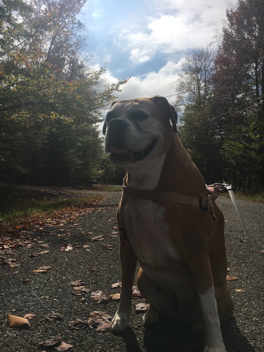 BellaBoosBros's tweet photo. Sweet Bella Boo for
#ThrowbackThursday #RIPBellaBoo #bromocrew https://t.co/HIP6N03aRP