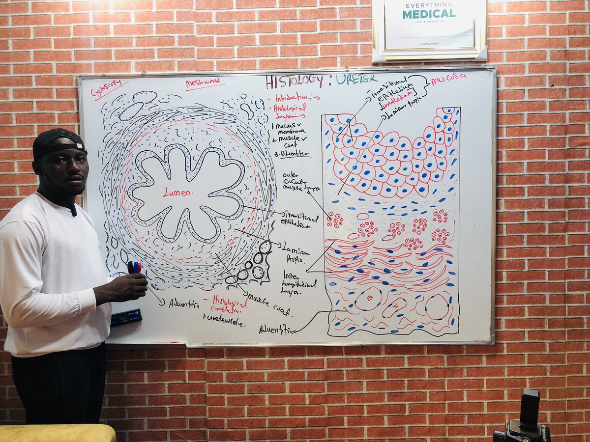 HISTOLOGY!!! 

Histology of Ureter! 

To all medical and paramedical students, Keenly Anticipate!. 

Please 🙏 repost