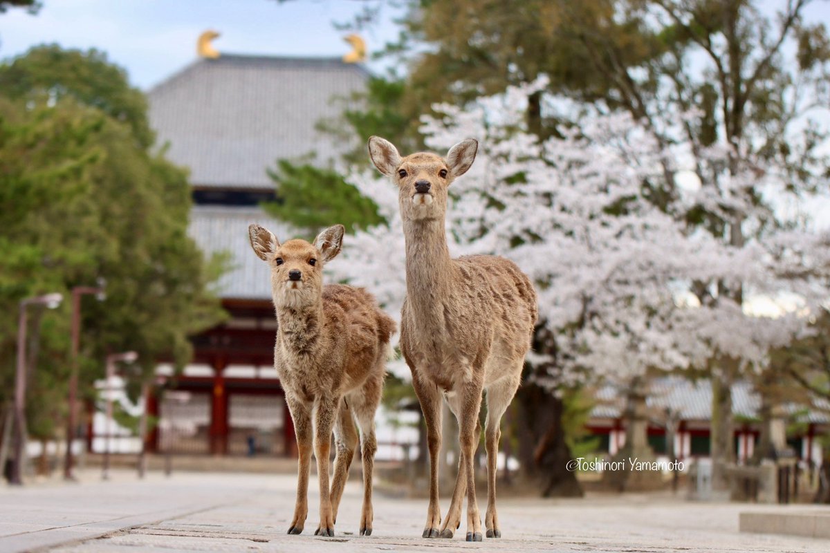 nara_yamamoto's tweet photo. 東大寺参道では、満開の桜の前で、親子の鹿さんが決めてくれました。 https://t.co/GyvvleFkLP