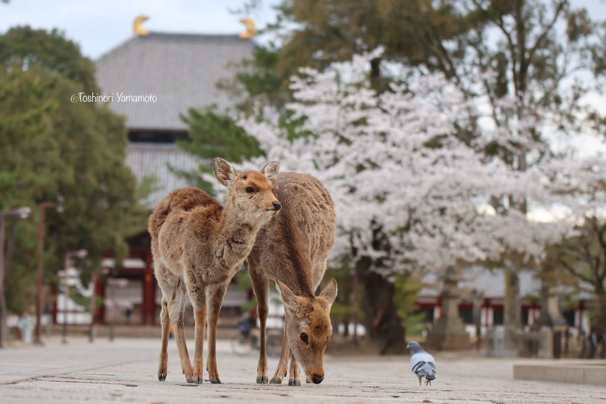 nara_yamamoto's tweet photo. 東大寺参道では、満開の桜の前で、親子の鹿さんが決めてくれました。 https://t.co/GyvvleFkLP