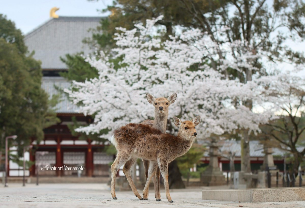 nara_yamamoto's tweet photo. 東大寺参道では、満開の桜の前で、親子の鹿さんが決めてくれました。 https://t.co/GyvvleFkLP