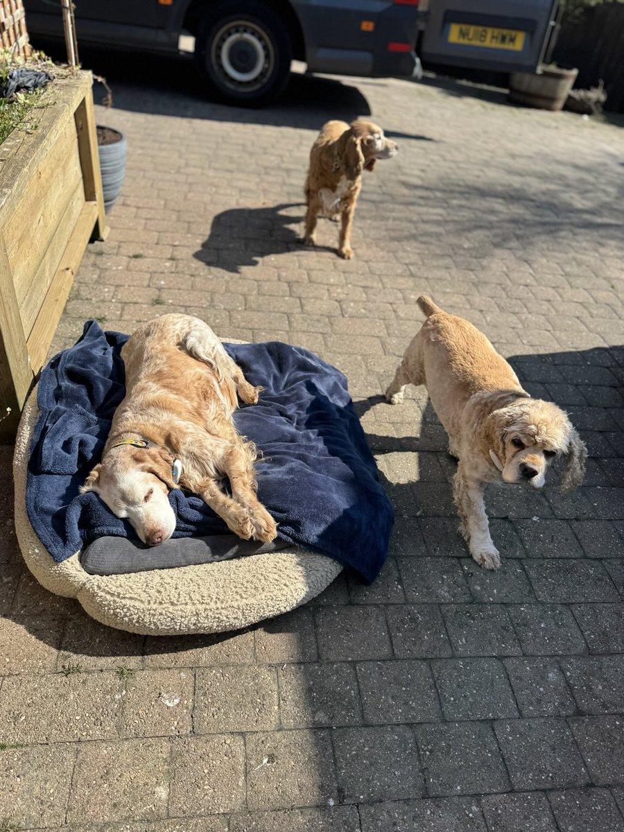 SpanielsSuper's tweet image. Mum? We don’t have beds outside in the sunshine 🤷‍♀️ #BadlyDoneTo
