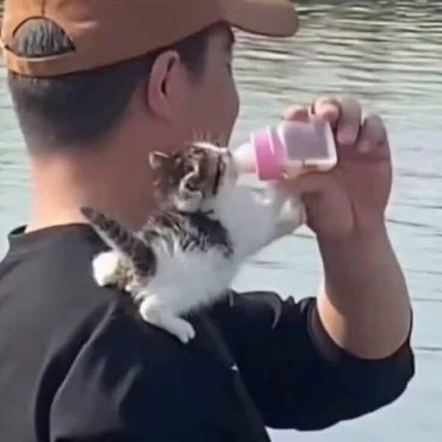 No Context Animals (@animalnocontext) on Twitter photo 