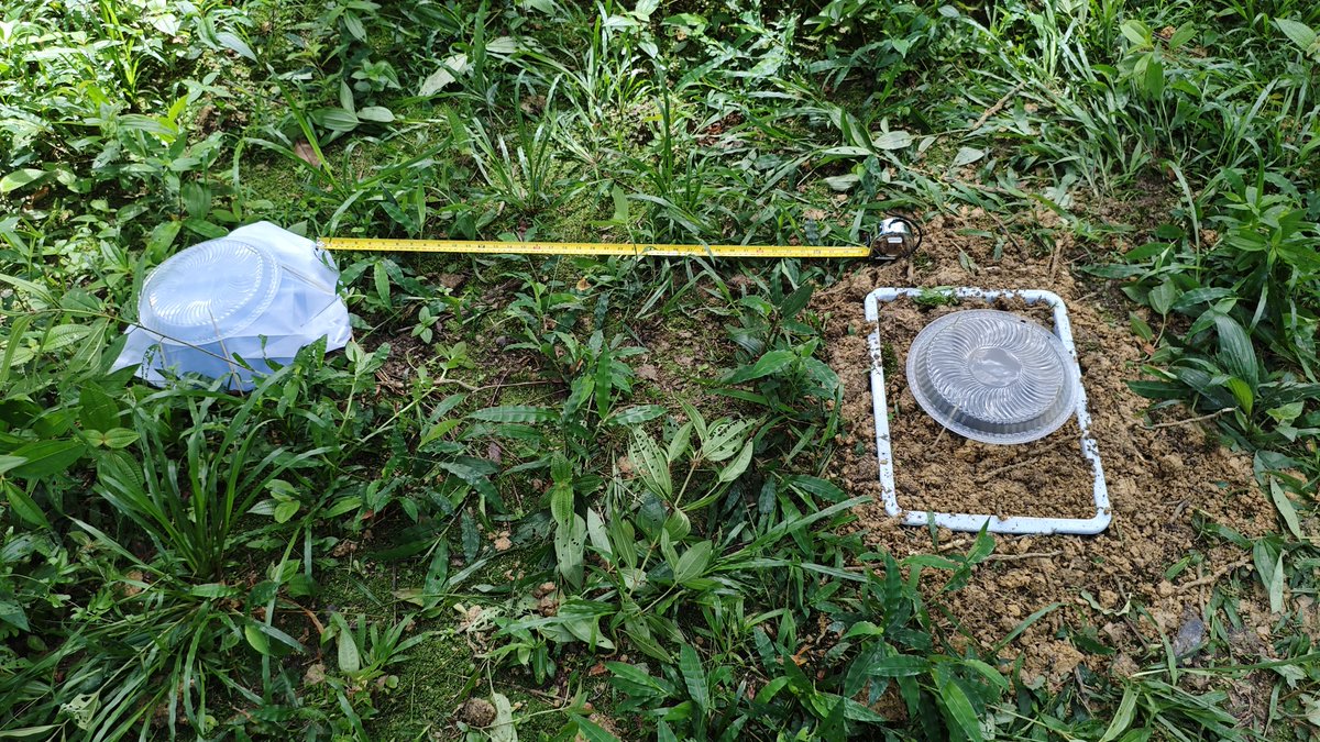 mistaaimanvevo's tweet image. Barai whole day kat site 😫💤
#cowdungpadmimicry #dungbeetle #datasampling #grazing
