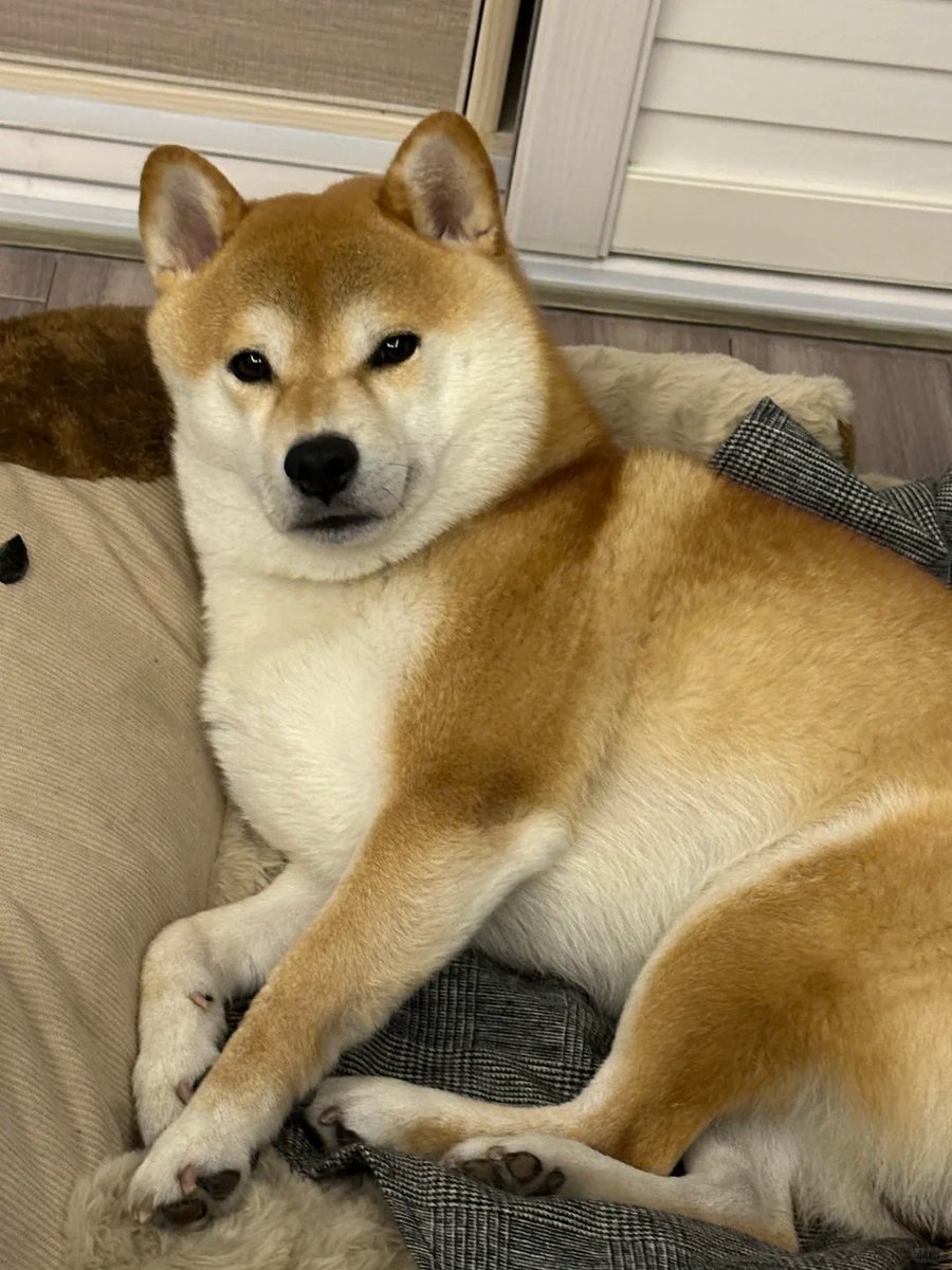 母はいつも言ってます、「見た目が良いからって、そんなに気性が悪くてもいいと思ってるの？」
小犬小犬、頑固で気難しいから誰よりもお世話が大変だよね。
長くて見た目が良いからって、何でもしていいわけじゃないよね🐶
#柴犬のいる生活