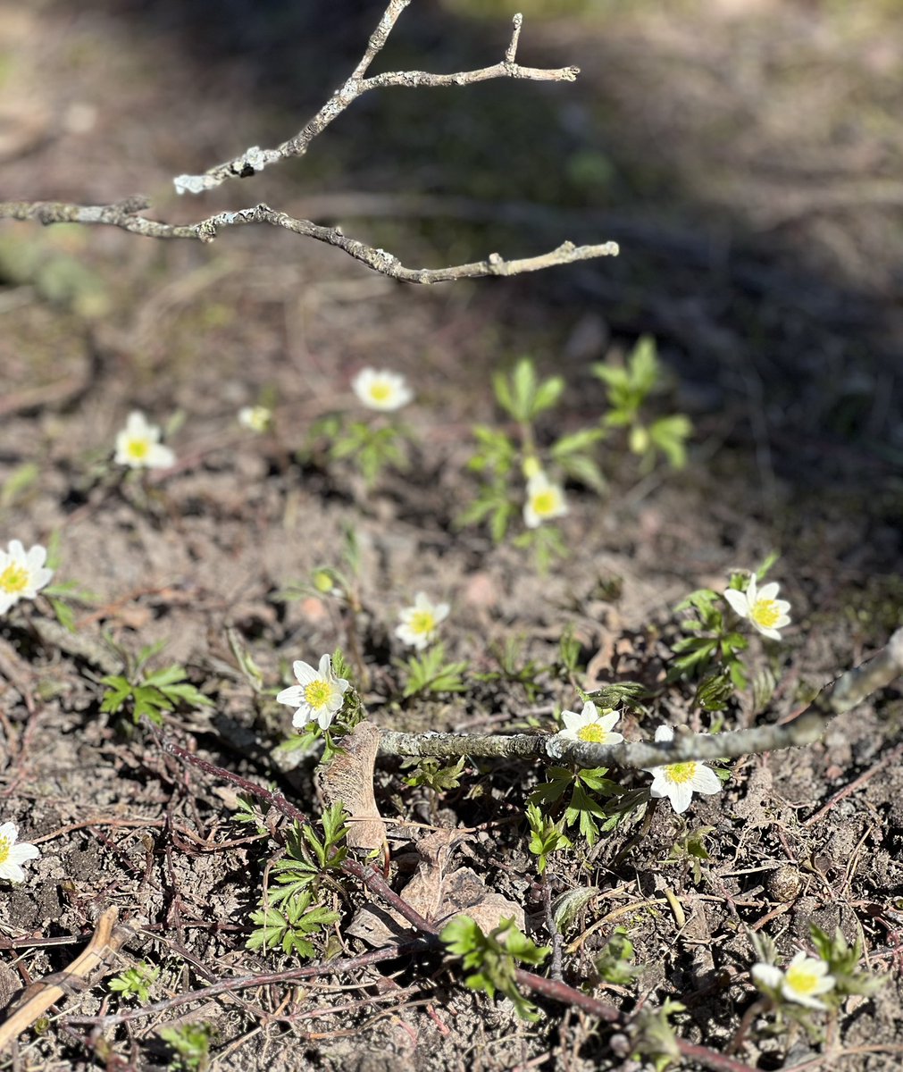 ullabroms's tweet image. Ooppera kuuluu kaikille, sanoo Thomas de Mallet Burgess. Juureva Leevi Madetojan säveltämä #Pohjalaisia @foibekartano #Etäkulttuurielämys mahdollistui Ooppera&amp;amp;Baletin Stage24-palvelun ja foibekartanolaisten yhteistyönä. Taide ja kulttuuri kannattelevat elämää! #ooppera #kulttuuri