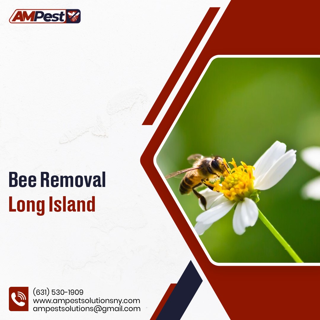 AMpestsolutions's tweet image. Got a buzzing problem? 🐝 Don’t panic! AM Pest Solutions provides safe and humane bee removal in Long Island. Protect your family &amp;amp; the bees! 🌿

bit.ly/4j5aKZO 

#BeeRemovalLongIsland #SafePestControl #AMPestSolutions #ByeByeBees