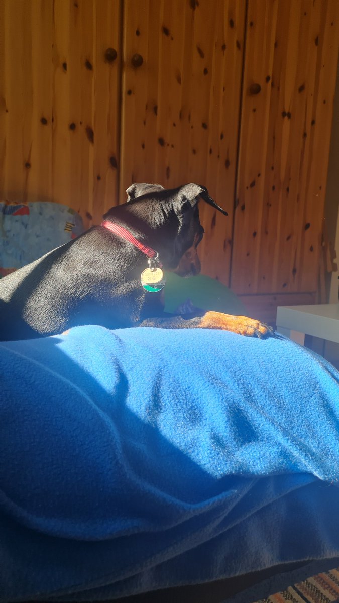 Da_Marschel's tweet photo. Sonne -> Ruhige Hündin 🐕 https://t.co/xw6LCf90Az